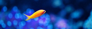 02919_orangeinaqua_3840x1200