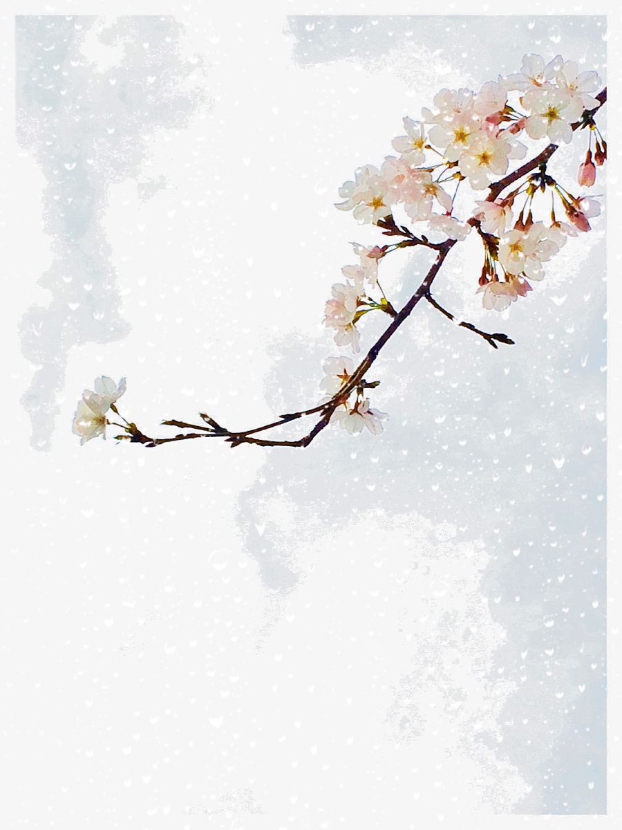 樱花泪 - 冠蓝 - 图虫摄影网