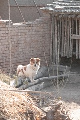 2008409