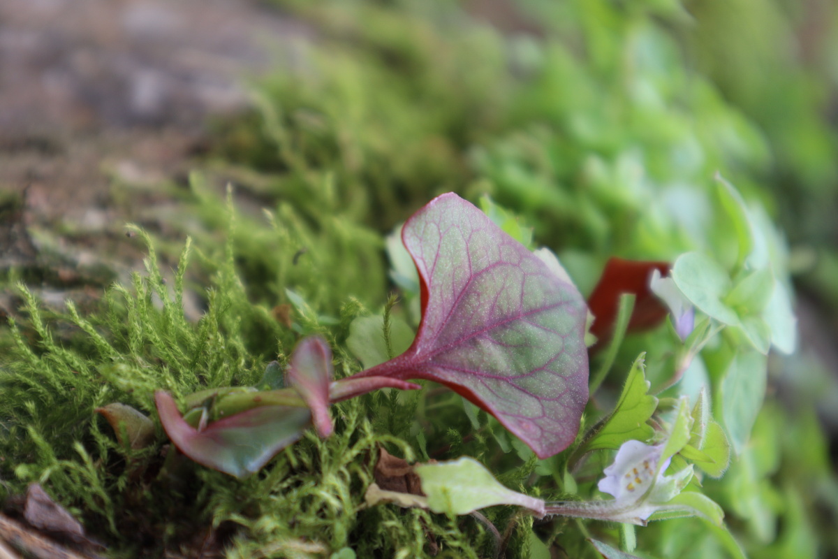 折耳根 - 爱摄影的宇哥哥 - 图虫