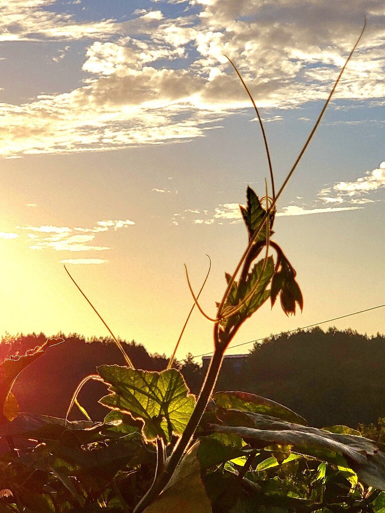 夕照瓜秧