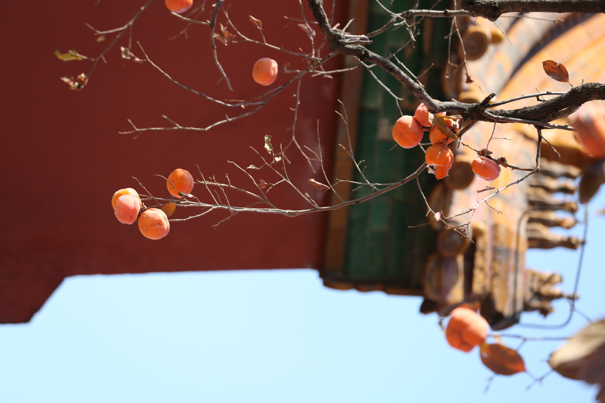 故宫的柿子 - zhig - 图虫