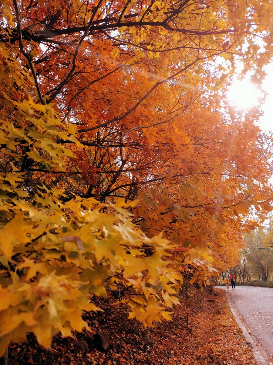 秋色迷人手机摄影