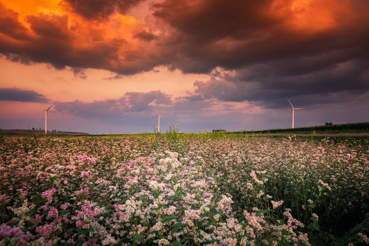 荞麦花海 - 创作者158363412338853 - 图虫