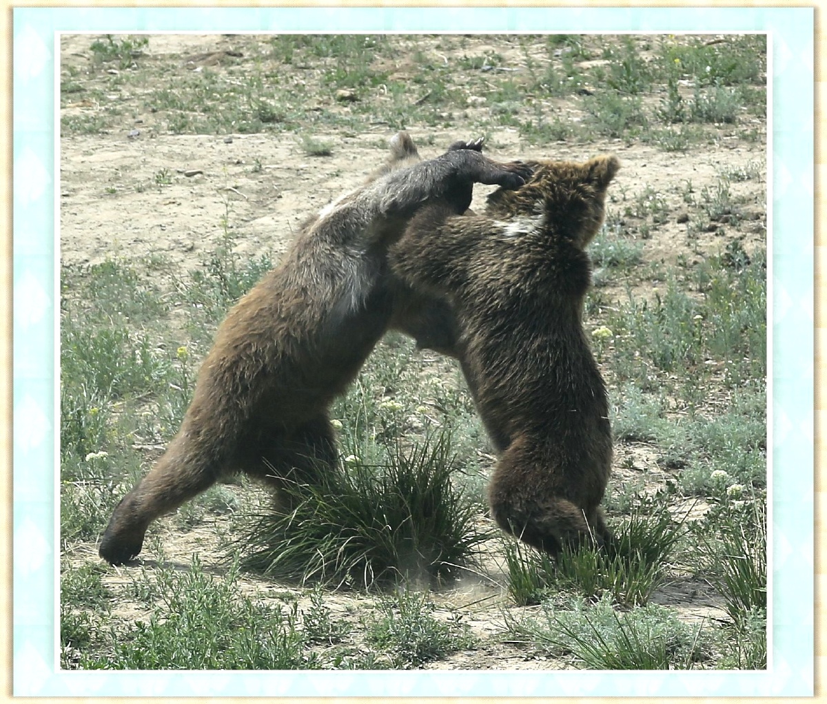 狗熊摔跤摄于新疆天山野生动物园