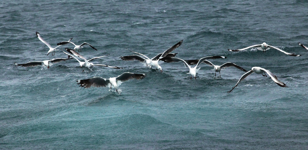 《飞鸿戏海》二 - 老王325 - 图虫