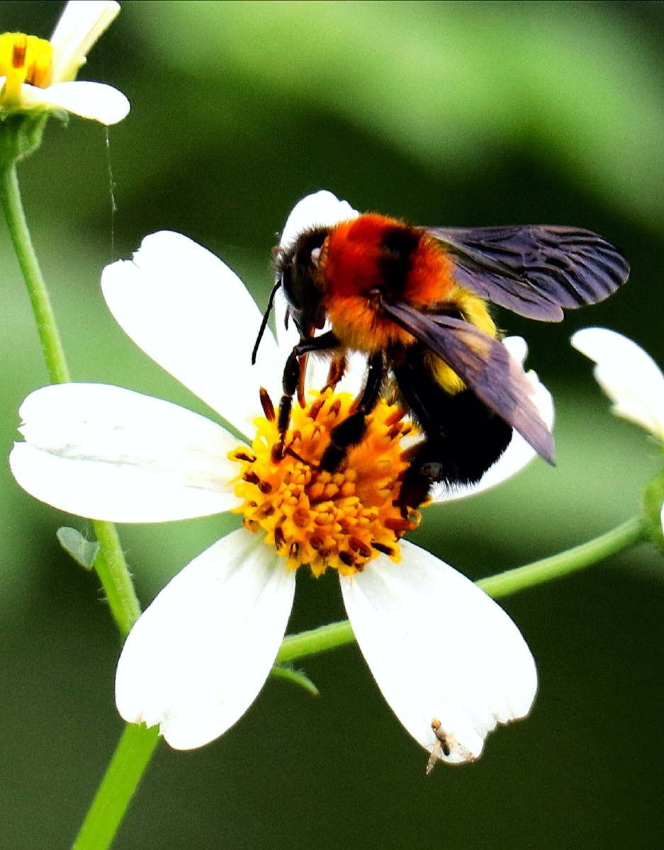 昆虫摄影圈子中国昆虫微观世界极简主义摄影取景器里的小美好蔬菜的