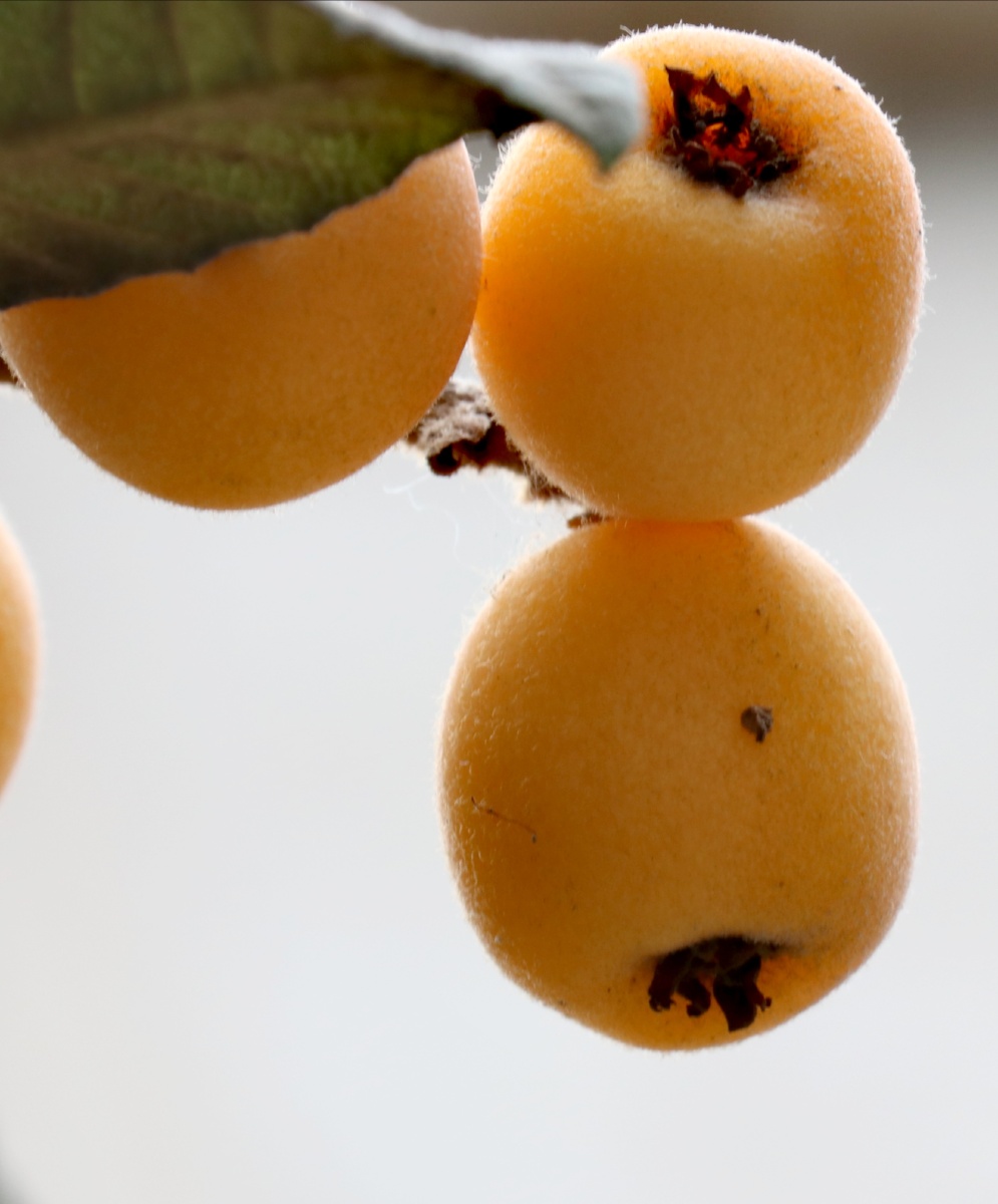 【黄金枇杷--------抗"疫"胜利了,果实也熟了…】 - 摄小新-------wa