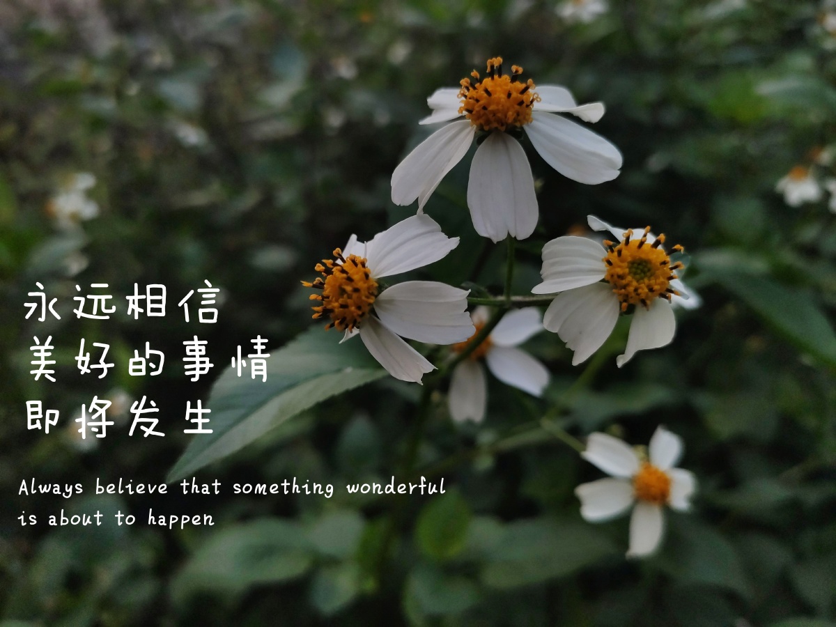 我看过沙漠下暴雨看过大海亲吻鲨鱼春天到了百花齐放双百方针也到了