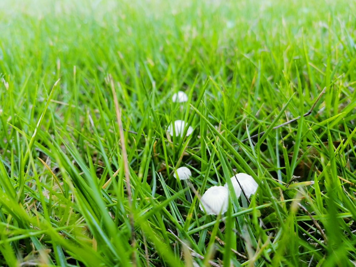 草丛里的野蘑菇