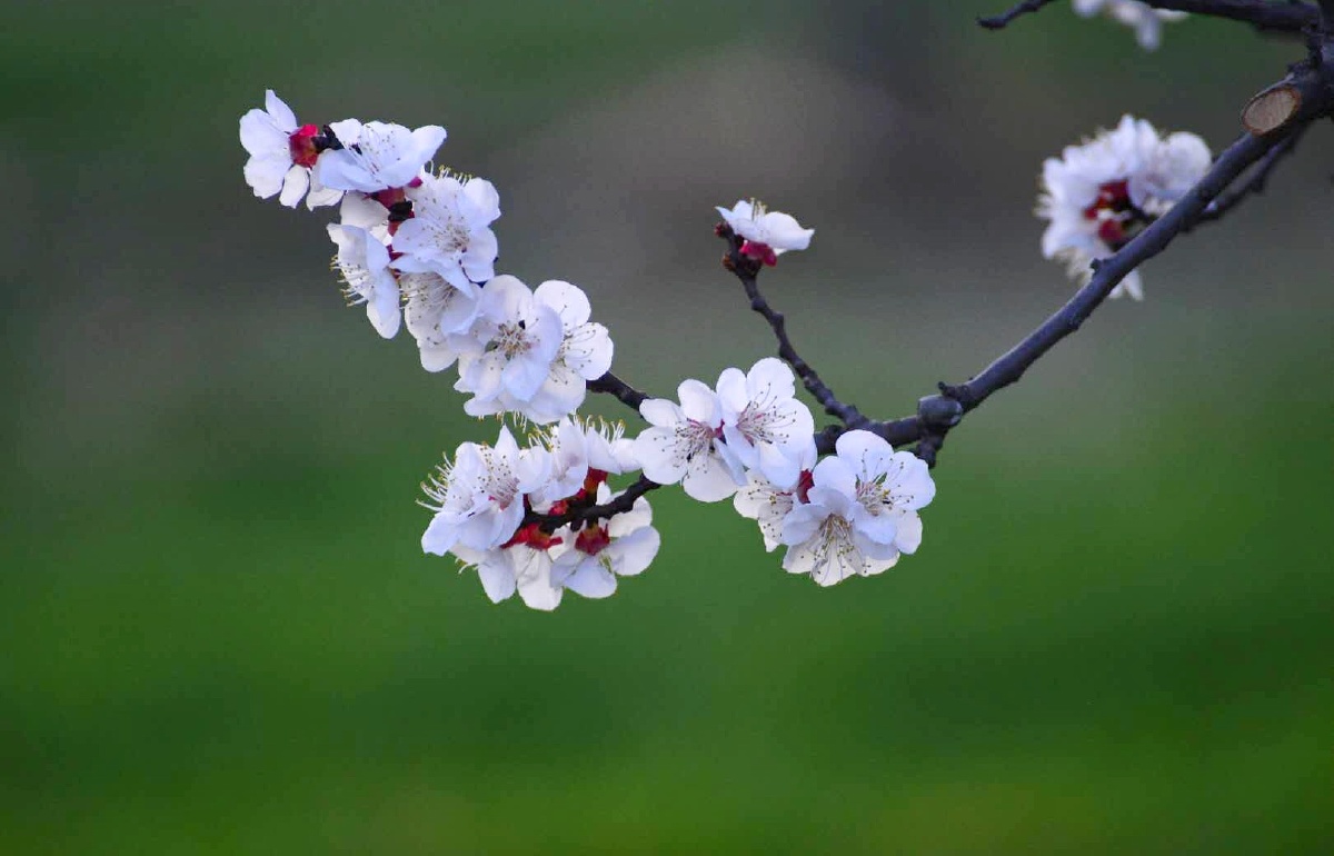 春天花开时节用相机记录下来美好的大自然