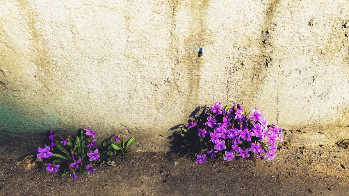 春风吹又生,墙角的野花,无人照料,凭借自己的顽强依旧在这百花盛开的