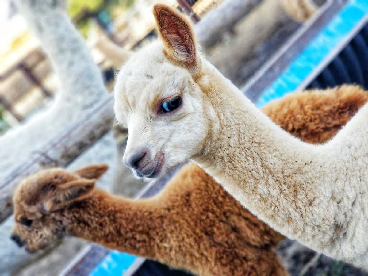 羊驼界的女明星睫毛弯弯眼睛眨呀眨