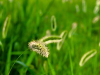 IMG_0006