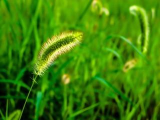 IMG_0015