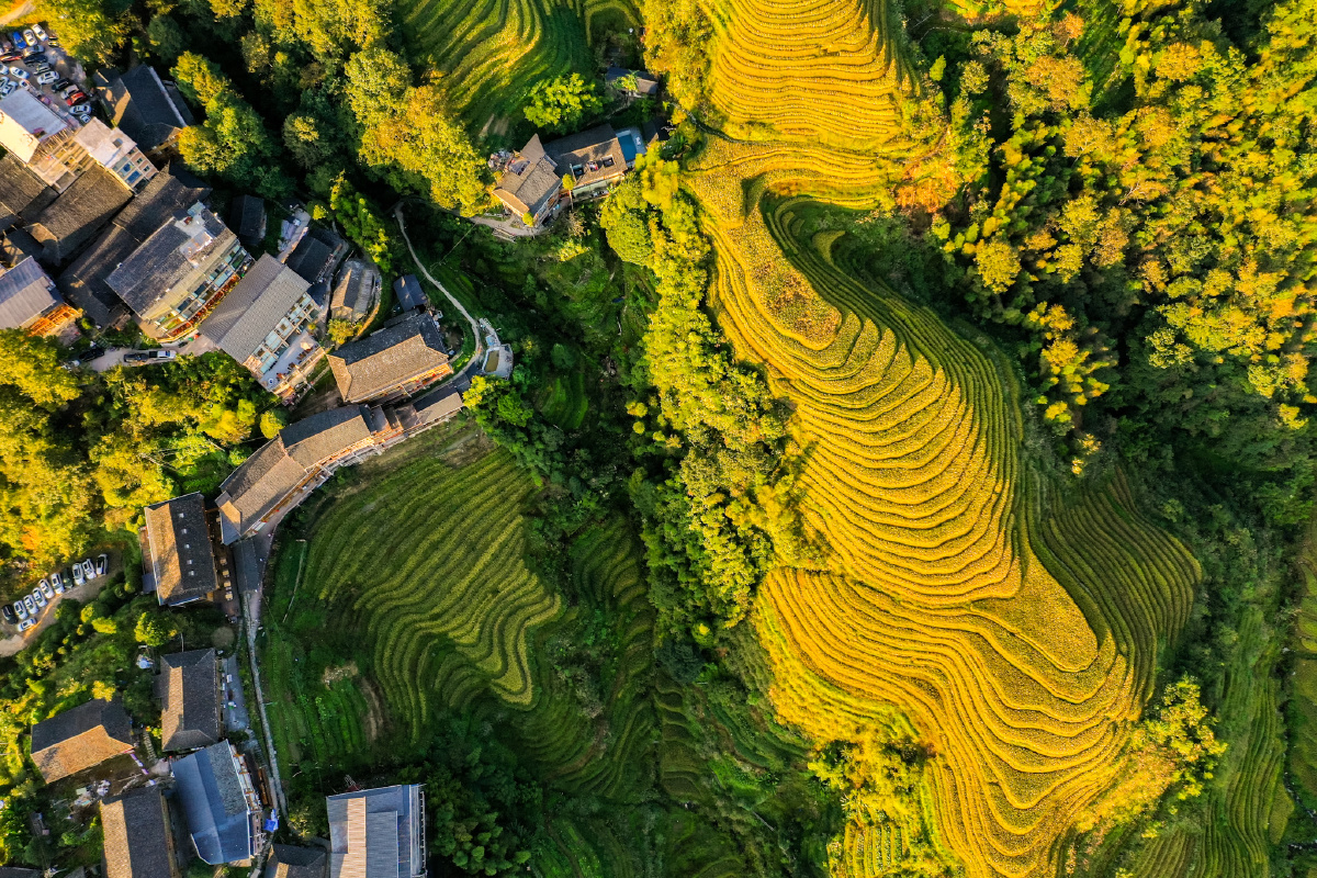 航拍梯田大自然最美的曲线
