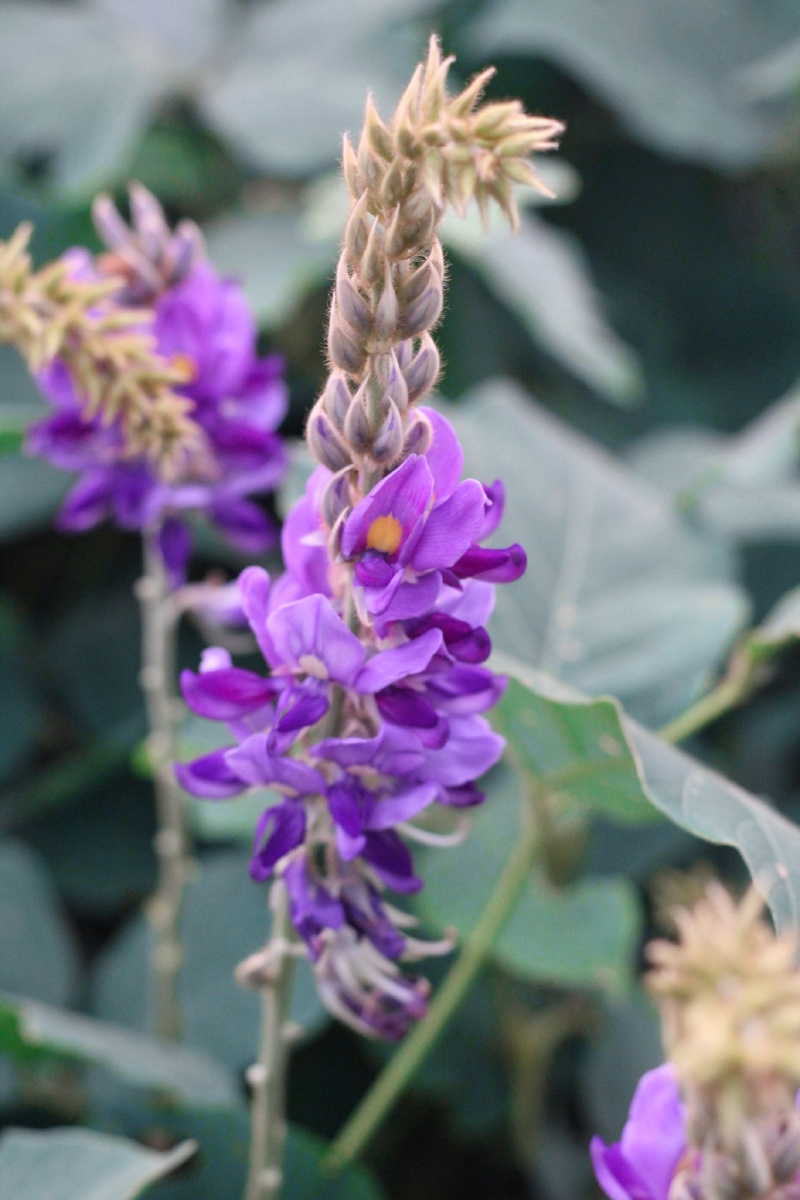 野葛花采收时间:立秋后花未全部开放就采收,晾干晒干保存作用:解酒