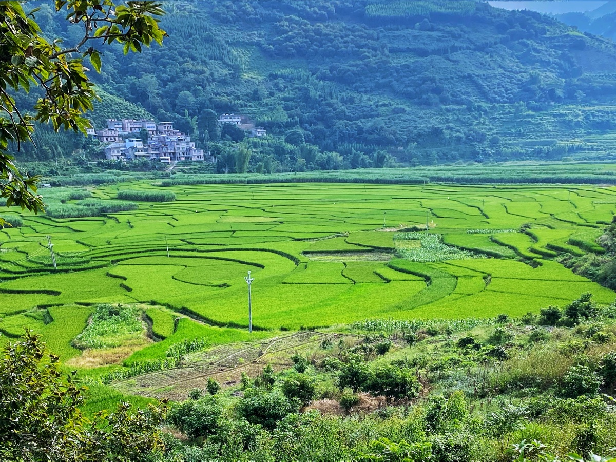 绿油油的稻田