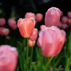 E7C567A1-6813-438F-B690-7E68F8AB86BF/L0/001