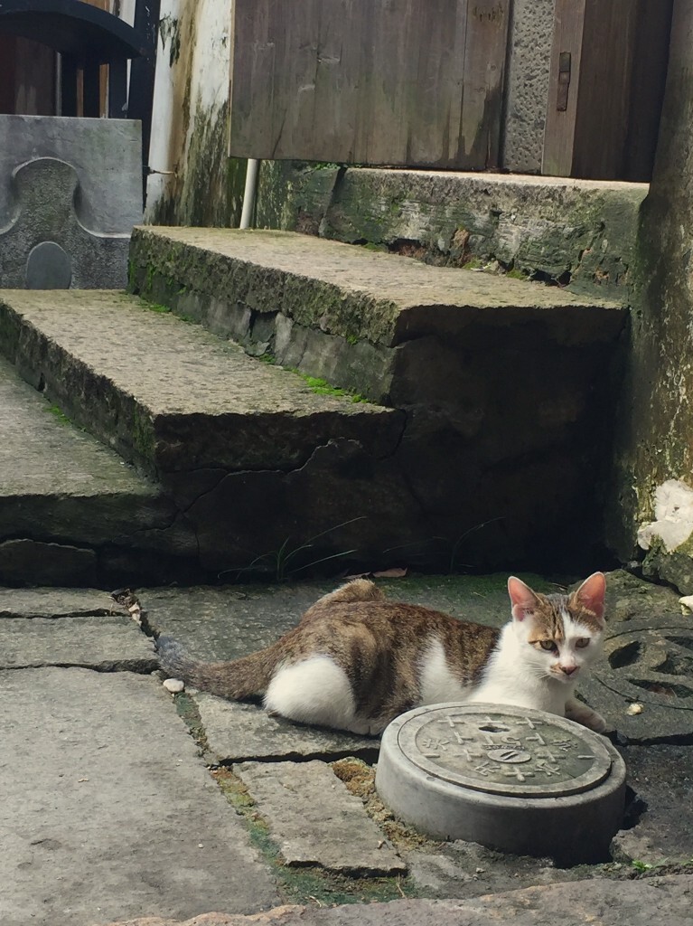 我路过你家的时候<br />
发现了一直花皮小猫<br />
和你一般的高傲 忧郁 爱理不理<br />
可是我还是想一点点靠近你<br />
珍藏你每一个表情<br />
就连这像你的小猫我也不放过!