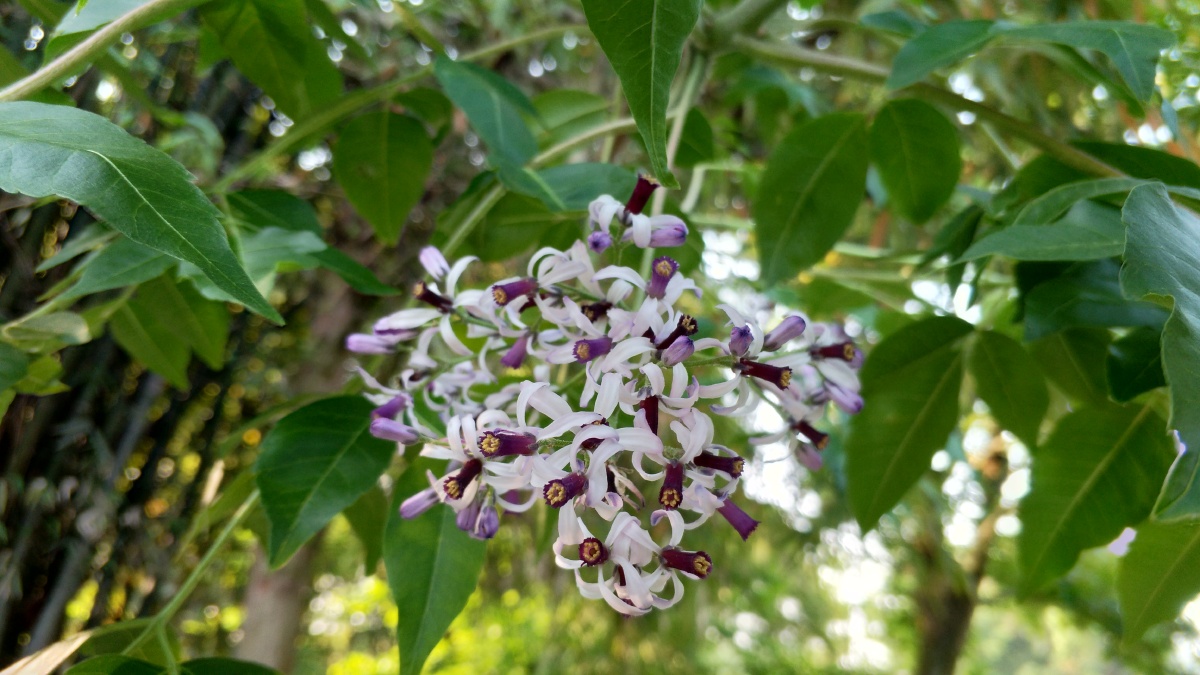 苦楝子 - 拾花记 - 图虫
