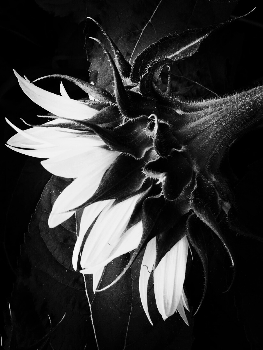 《向日葵》 - 卖萌的西红柿 - 图虫