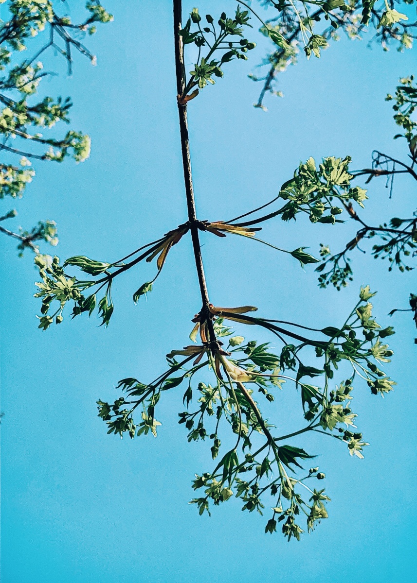 春青秋黄皆是日常