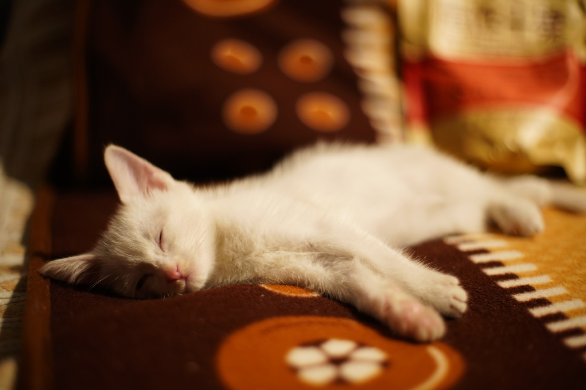 救了只一个多月大的受虐小猫咪,哭的鼻涕哈喇…带回家洗白白,一个一个