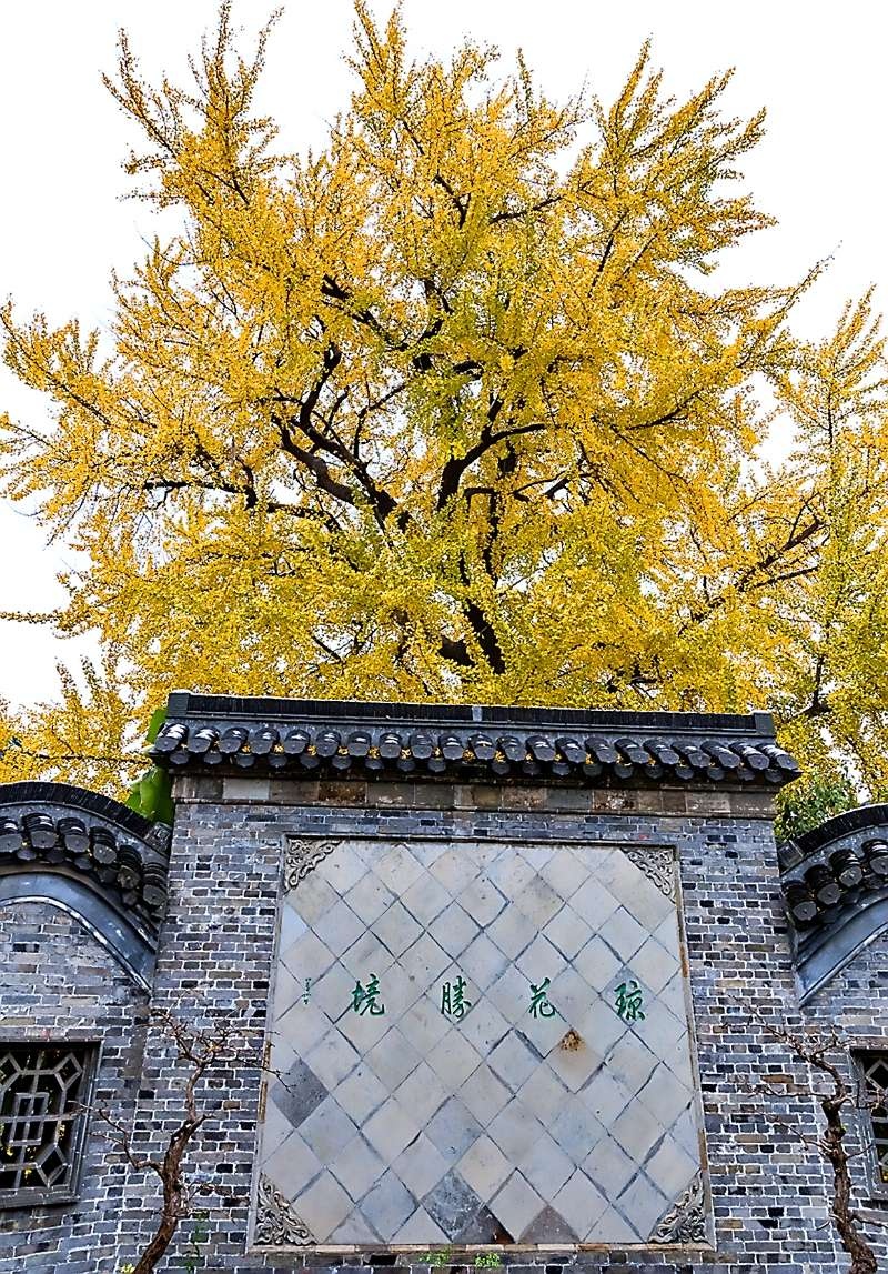 扬州琼花观银杏大美图
