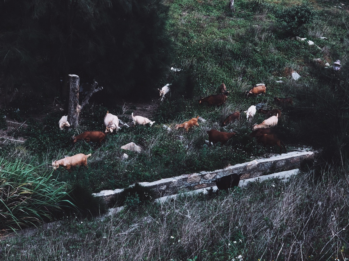 穿过挪威的森林让我走进你梦里