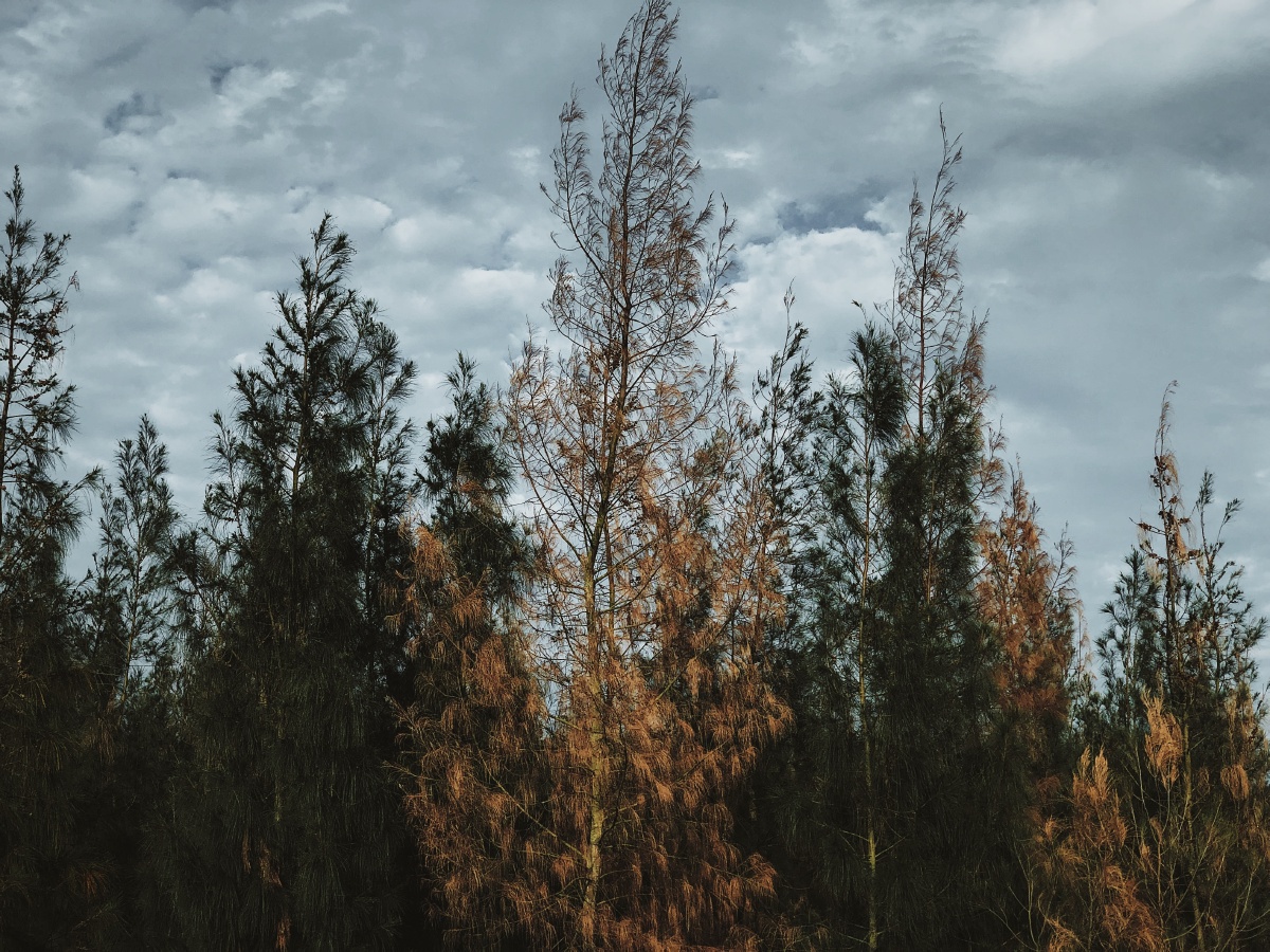 穿过挪威的森林让我走进你梦里