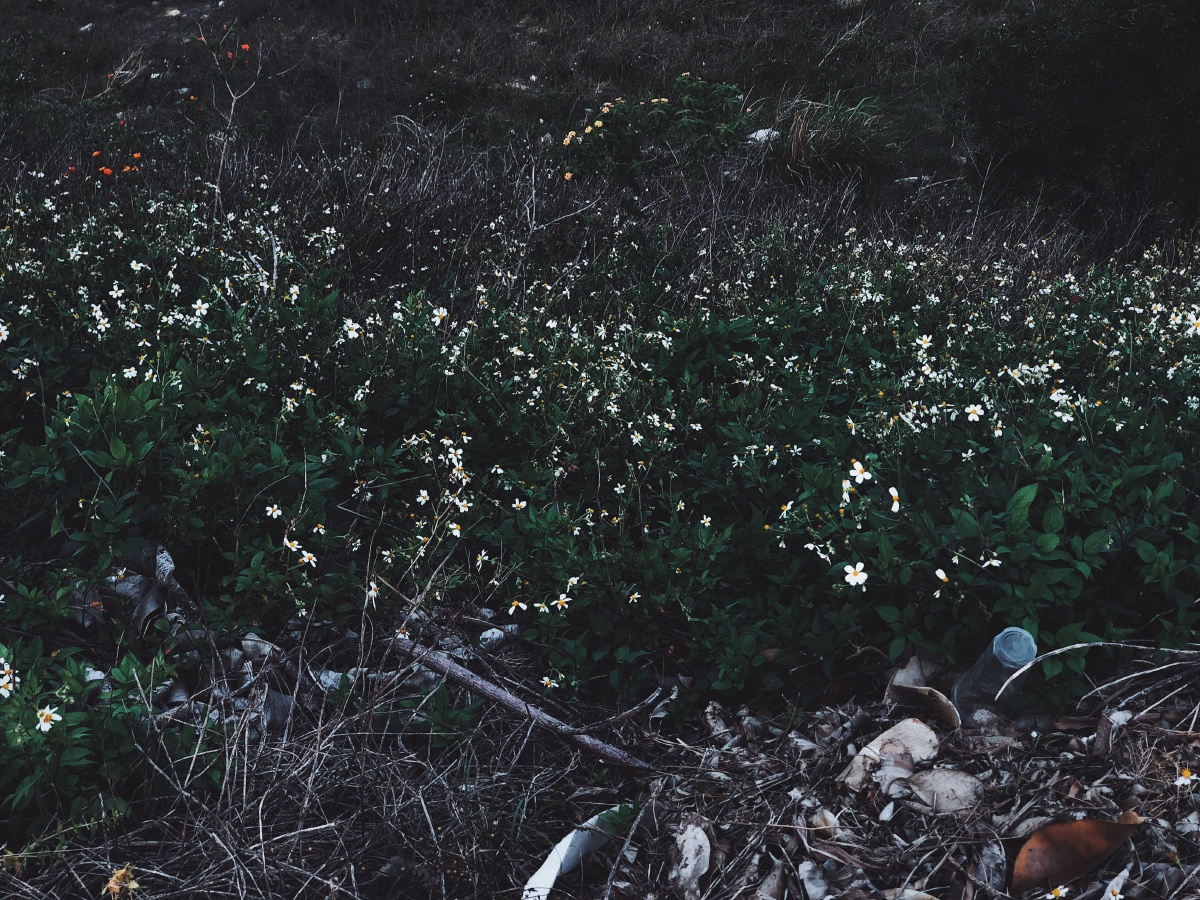 穿过挪威的森林让我走进你梦里