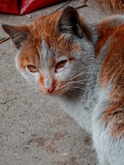 175717