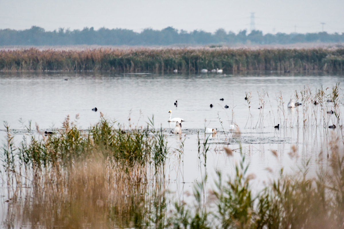秋天的候鸟61天鹅拍摄于官港森林公园