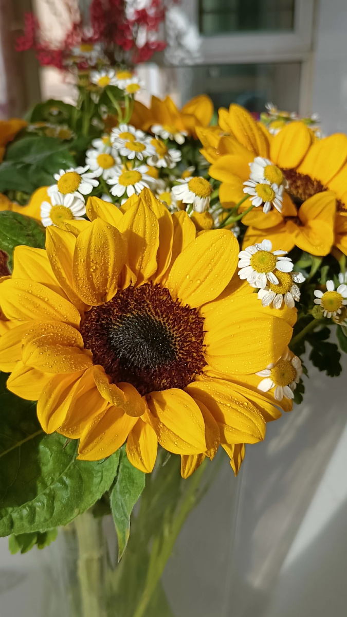 今日赏花——迷你向日葵花语:信念 光辉 高傲 忠诚 爱慕 - 小企鹅的