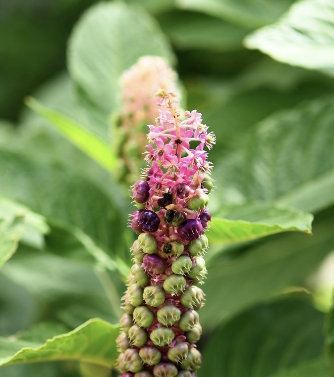 多雄蕊商陆商陆科商陆属草本