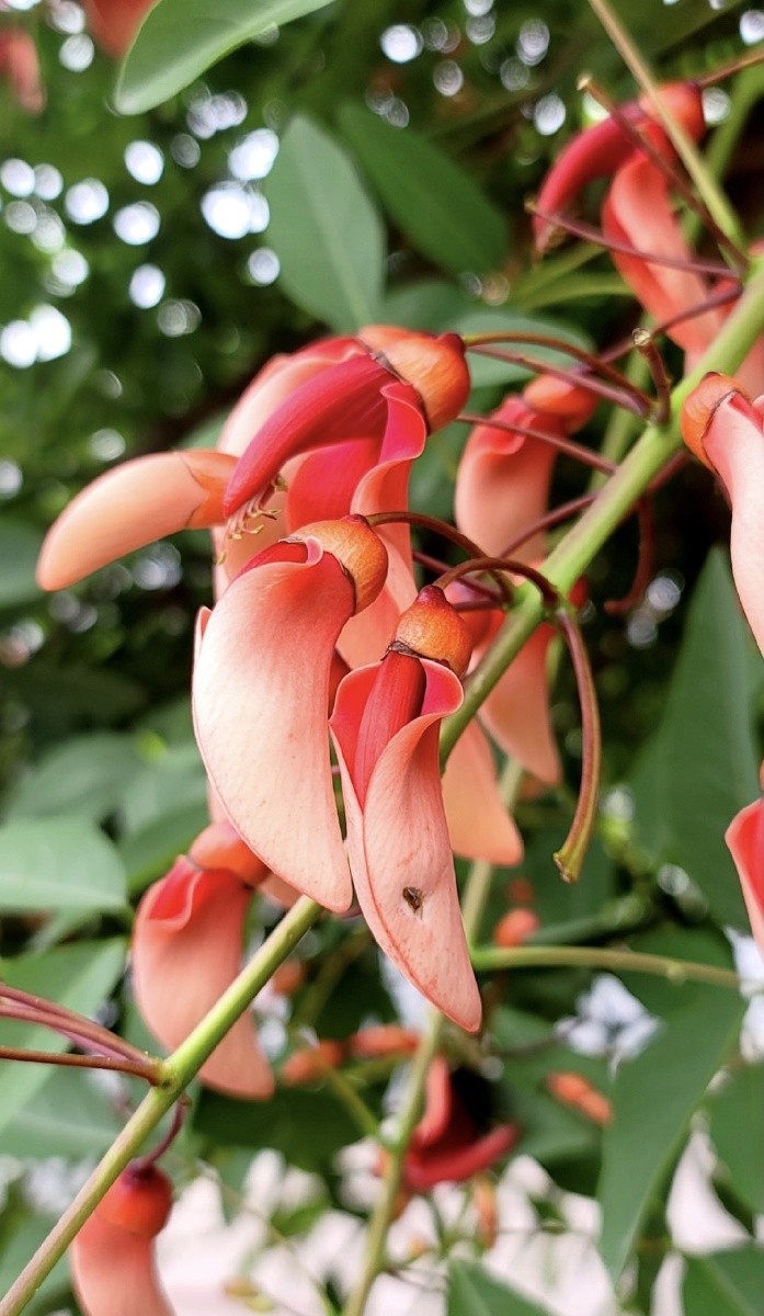 鸡冠刺桐花朵红色鲜艳夺目长得更像一个个的红辣椒所以也有辣椒花的