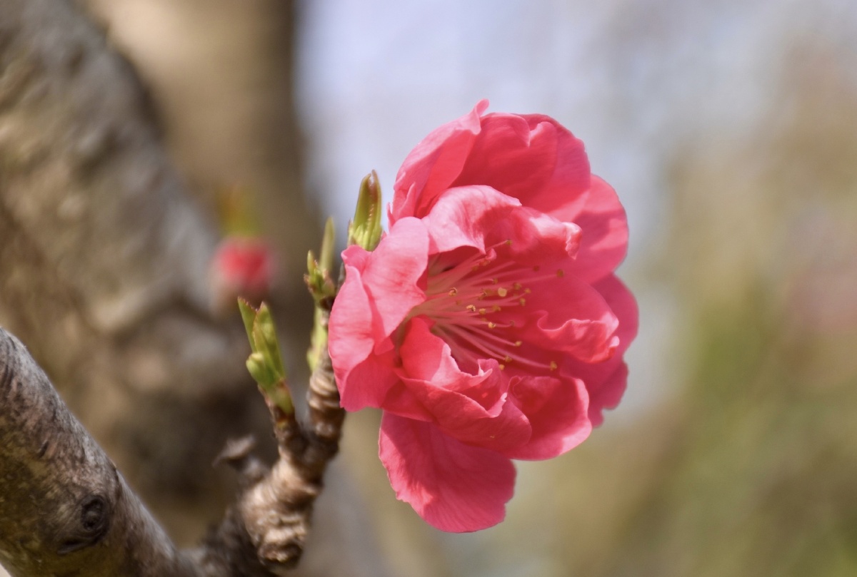 一树红花一枝如画亮了春色悦了心情