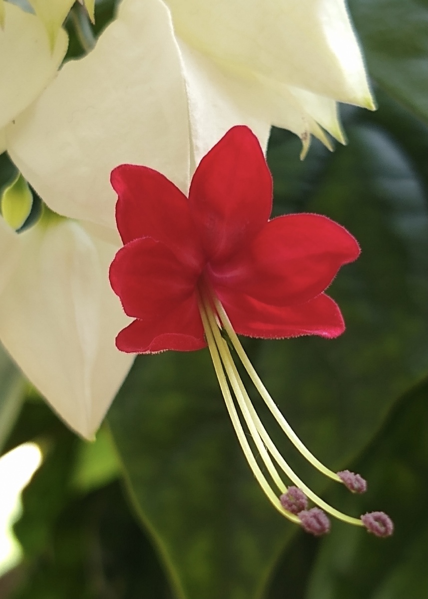 白里透红的龙吐珠像个翩翩少女一般让人心疼怜爱