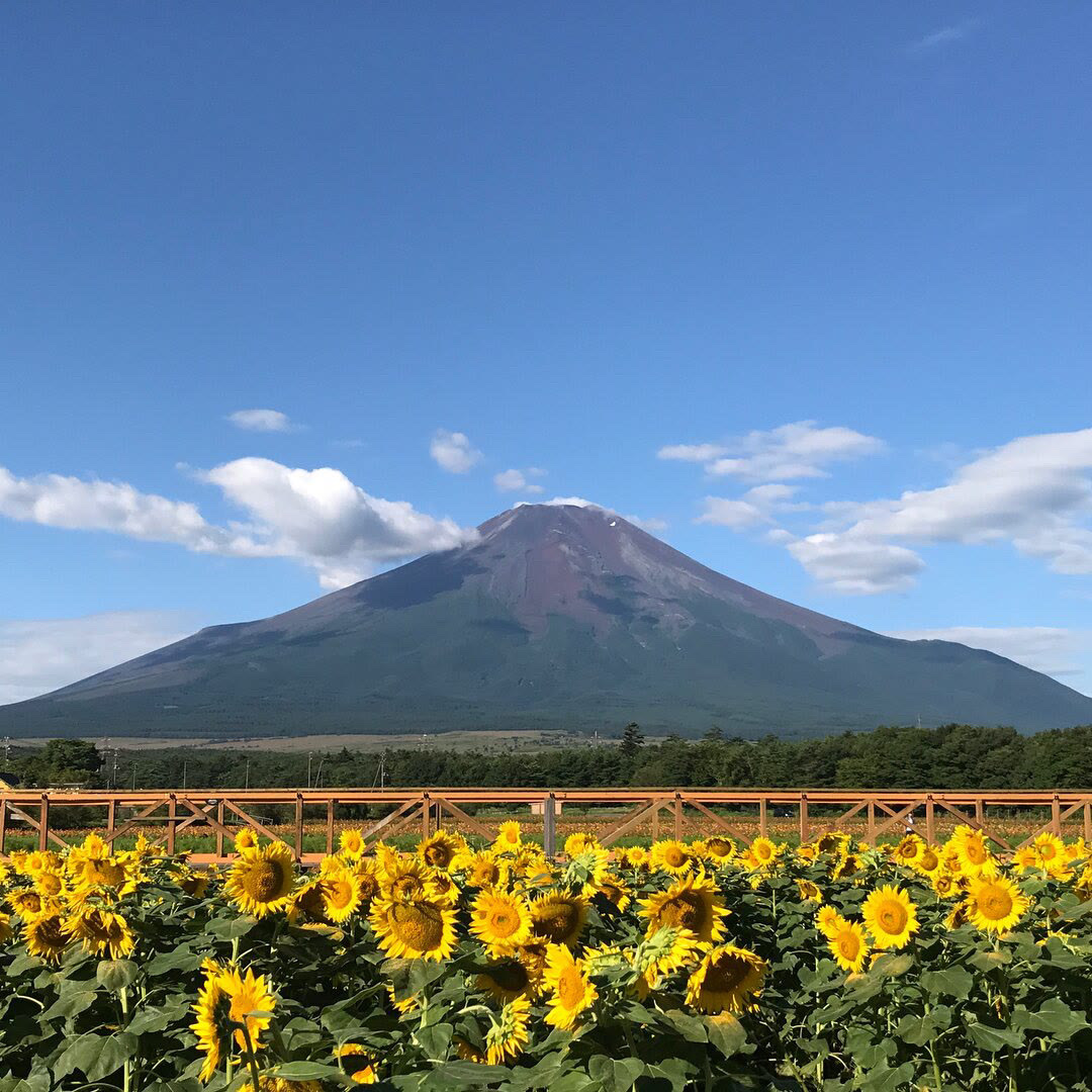 富士山脚下的向日葵,感觉生活充满阳光和力量! - 小企鹅的向往 - 图虫