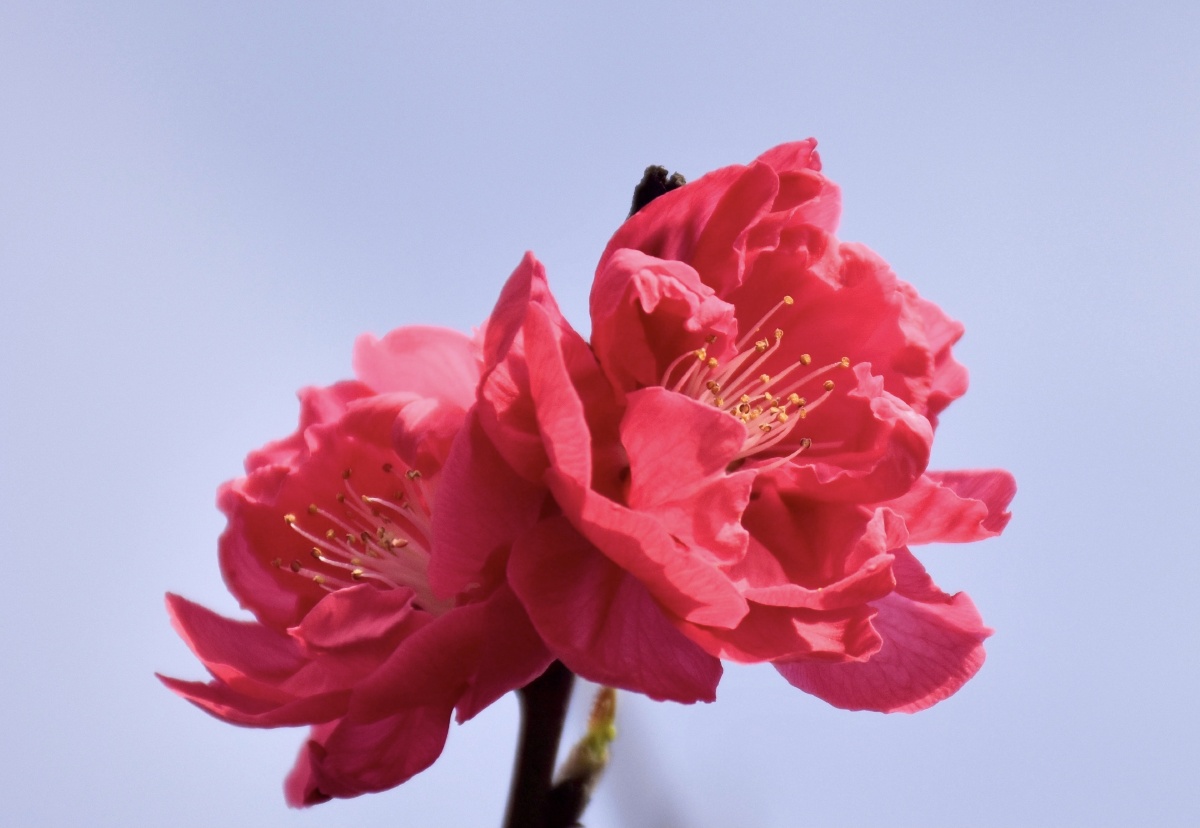 一树红花一枝如画亮了春色悦了心情