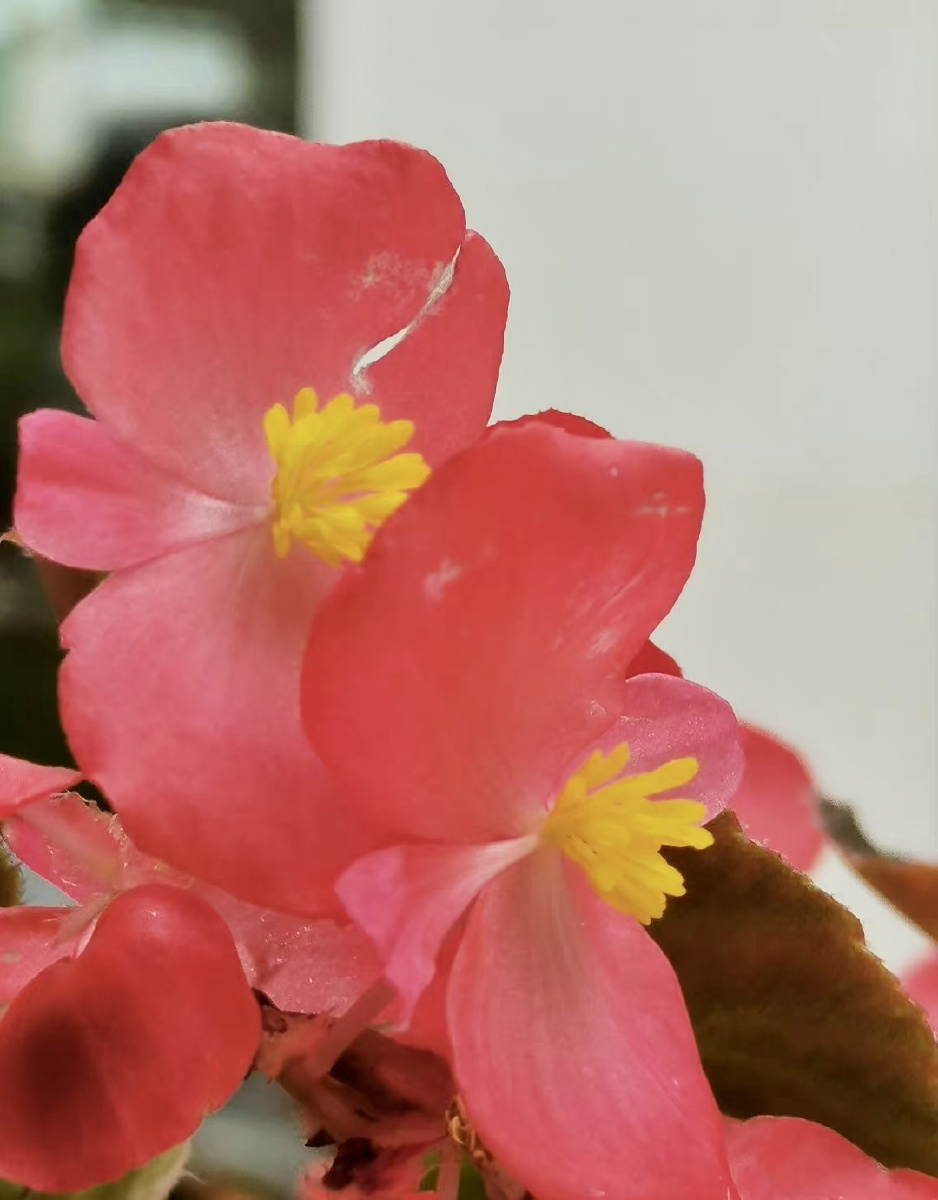 秋叶海棠像极了受尽相思之苦的断肠人