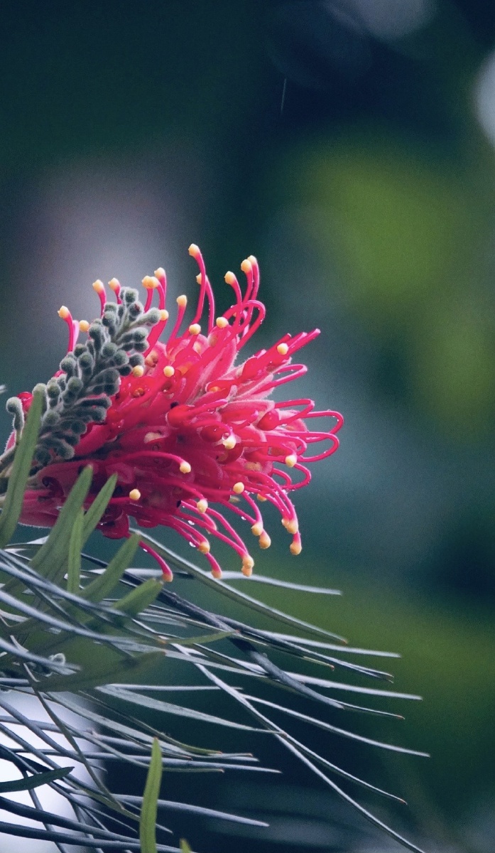 红花银桦生于枝顶花色橙红至鲜红似烟花