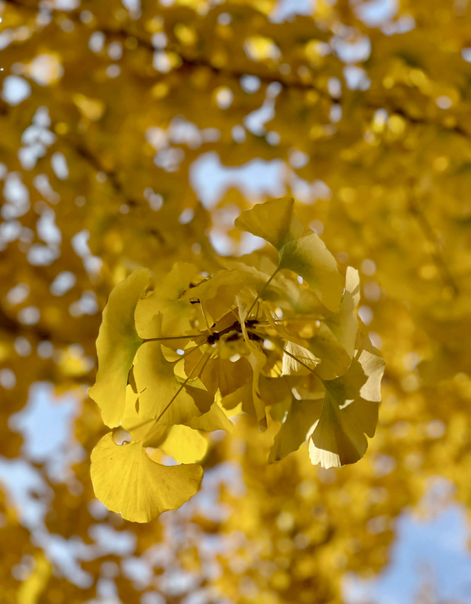 秋天很好泛黄的银杏也很好世界很好希望你也很好