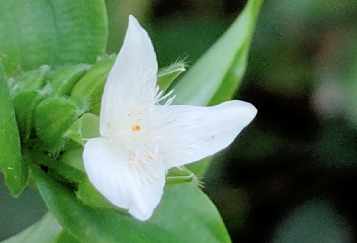白花紫露草别称淡竹叶鸭跖草科紫露草属