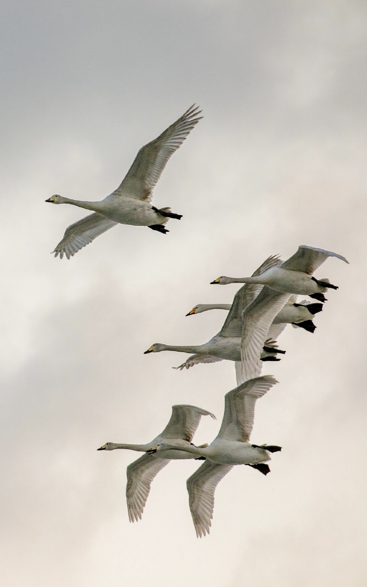 山东荣成天鹅湖天鹅飞翔的时候感受到了春天的温暖