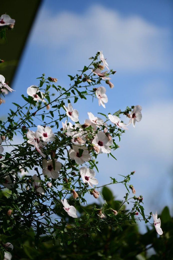 太美丽高砂芙蓉葵爆花中