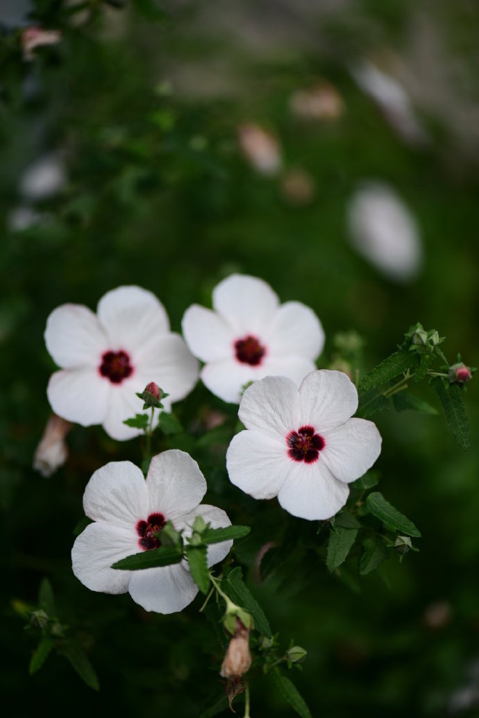 太美丽高砂芙蓉葵爆花中