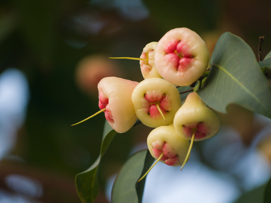 洋蒲桃是一种出产在南方热带地区的水果它的学名叫莲雾