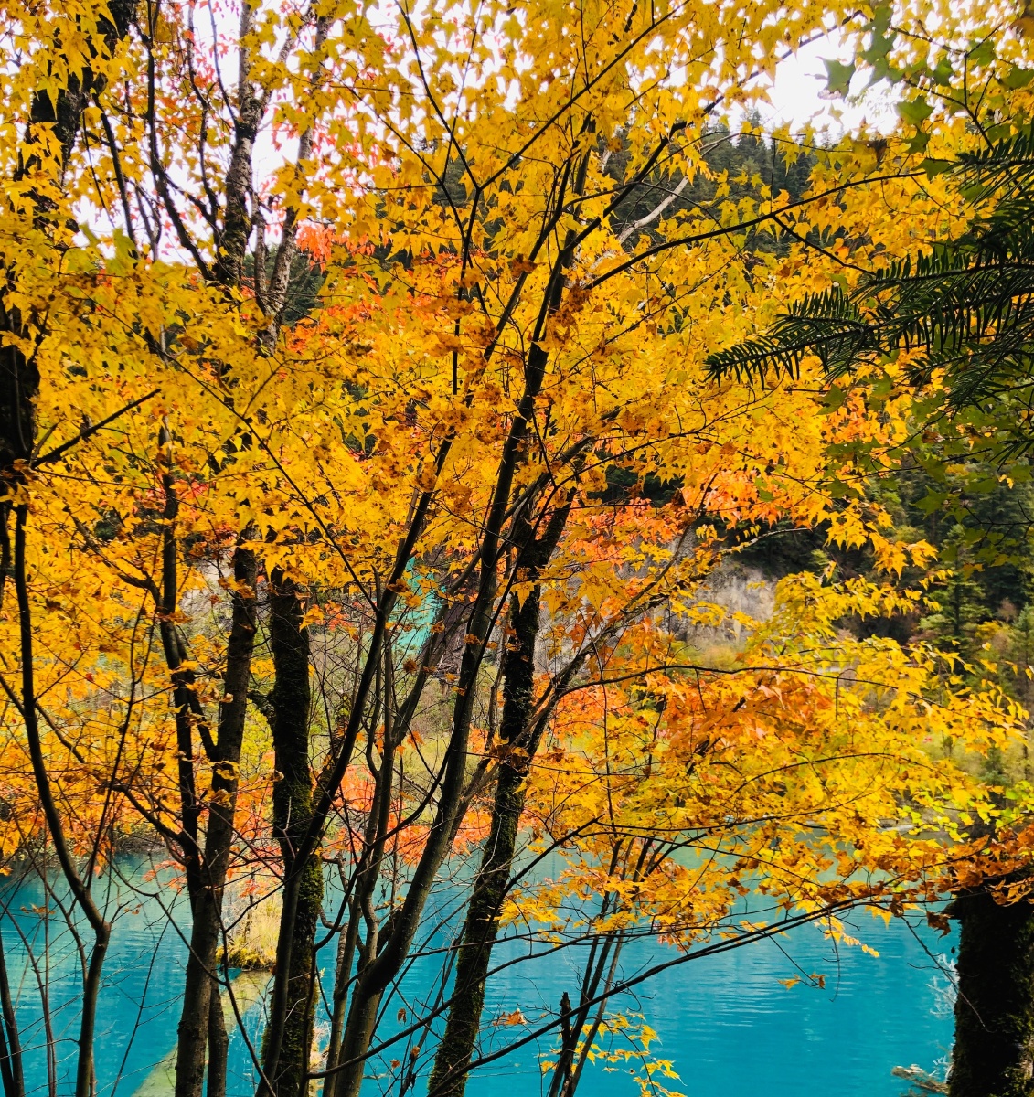 夏天未赴的约就在秋天相见吧九寨沟的美让人心醉